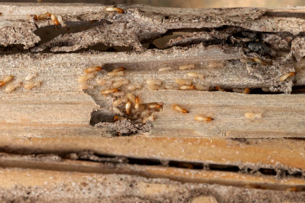 Best Best Pest Control Companies  in Jasper, FL